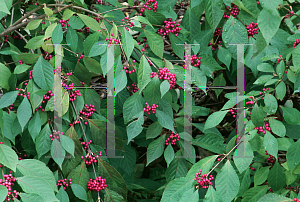 Picture of Callicarpa dichotoma 