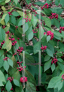 Picture of Callicarpa dichotoma 