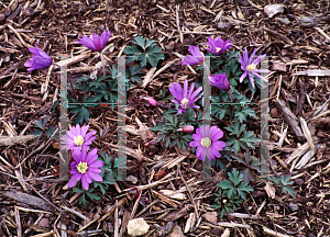 Picture of Anemone blanda 'Blue Shades'