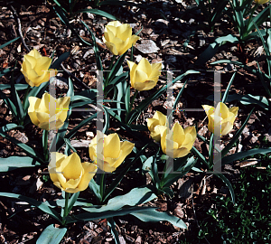 Picture of Tulipa batalinii 'Little Gem'