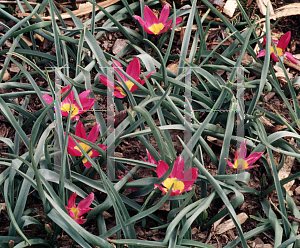 Picture of Tulipa pulchella 'Eastern Star'