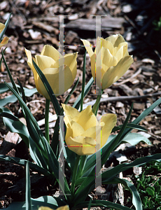 Picture of Tulipa batalinii 'Little Gem'