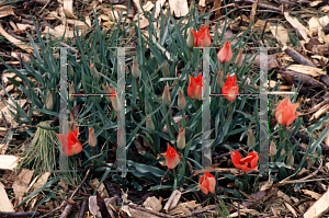 Picture of Tulipa linifolia 