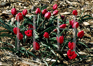 Picture of Tulipa pulchella 'Violacea'