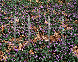 Picture of Viola missouriensis 