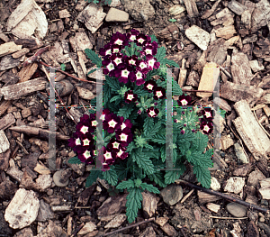 Picture of Verbena  'Novalis Deep Blue'