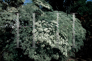Picture of Eriogonum giganteum 