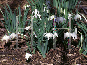 Picture of Galanthus nivalis 'Flore-Pleno'