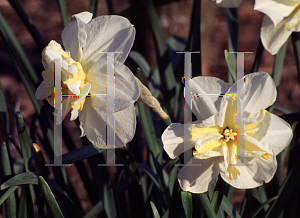 Picture of Narcissus  'Delta'