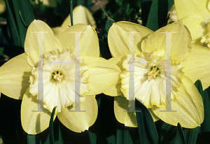 Picture of Narcissus  'St. Patrick's Day'