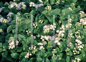 Picture of Ageratum houstonianum 'Hawaii White'