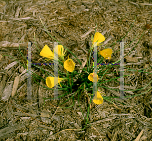 Picture of Narcissus bulbocodium 