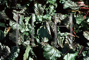 Picture of Ajuga  'Royalty'