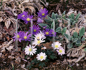 Picture of Anemone blanda 