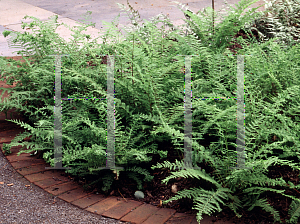 Picture of Athyrium filix-femina 'Veronica-Cristata'