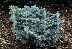 Picture of Picea pungens 'Glauca Globosa'