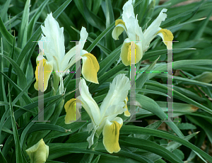 Picture of Iris bucharica 