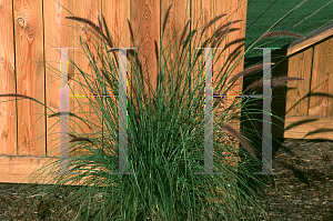 Picture of Pennisetum setaceum 