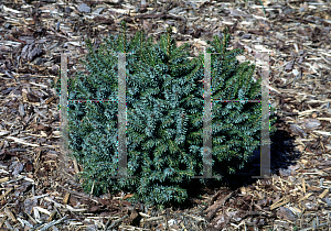 Picture of Picea omorika 'Nana'