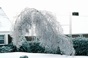 Picture of Betula papyrifera 