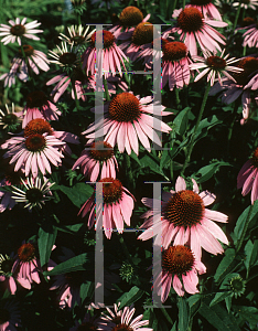 Picture of Echinacea purpurea 