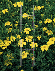 Picture of Tagetes tenuifolia 'Lemon Gem'