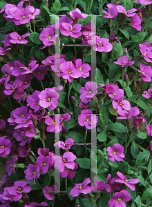 Picture of Aubrieta deltoidea 