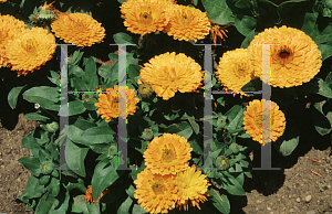 Picture of Calendula officinalis 'Bon Bon Orange'