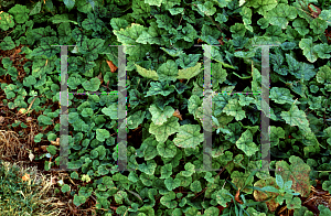 Picture of Tiarella cordifolia 'Eco-Running Tapestry'