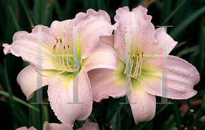 Picture of Hemerocallis  'Catherine Woodbury'