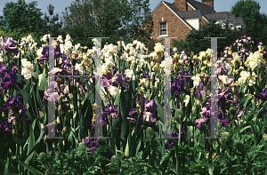 Picture of Iris germanica 