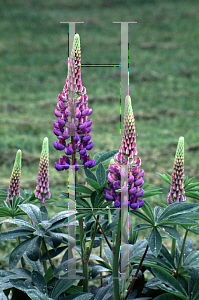 Picture of Lupinus polyphyllus 'Russell Hybrid'