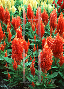 Picture of Celosia argentea (Plumosa Group) 'Orange Kewpie'