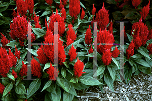 Picture of Celosia argentea (Plumosa Group) 'Red Kewpie'