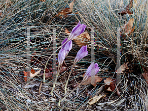 Picture of Crocus speciosus 