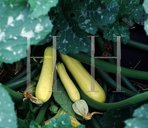 Picture of Cucurbita pepo 'Butterstick'