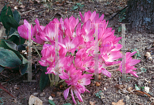 Picture of Colchicum speciosum 'The Giant'