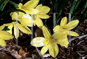 Picture of Sternbergia lutea 