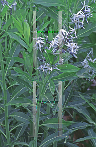 Picture of Amsonia tabernaemontana 