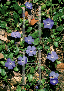 Picture of Vinca minor 