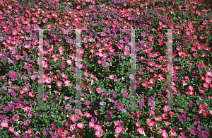 Picture of Petunia x hybrida 'Light Pink Pearls'