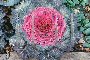 Picture of Brassica oleracea (Acephala Group) 'Nagoya Red'