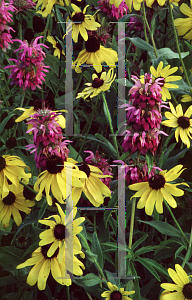 Picture of Nepeta x faassenii 