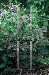 Picture of Actaea racemosa 'Brunette'