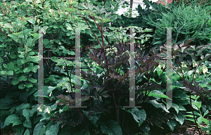 Picture of Actaea racemosa 'Brunette'