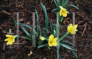 Picture of Sternbergia lutea 