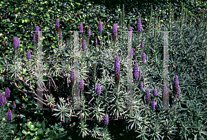 Picture of Echium candicans 