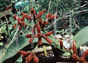 Picture of Welwitschia mirabilis 