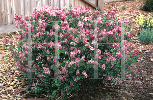 Picture of Syringa meyeri 'Palibin'