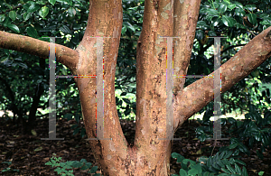 Picture of Stewartia monadelpha 